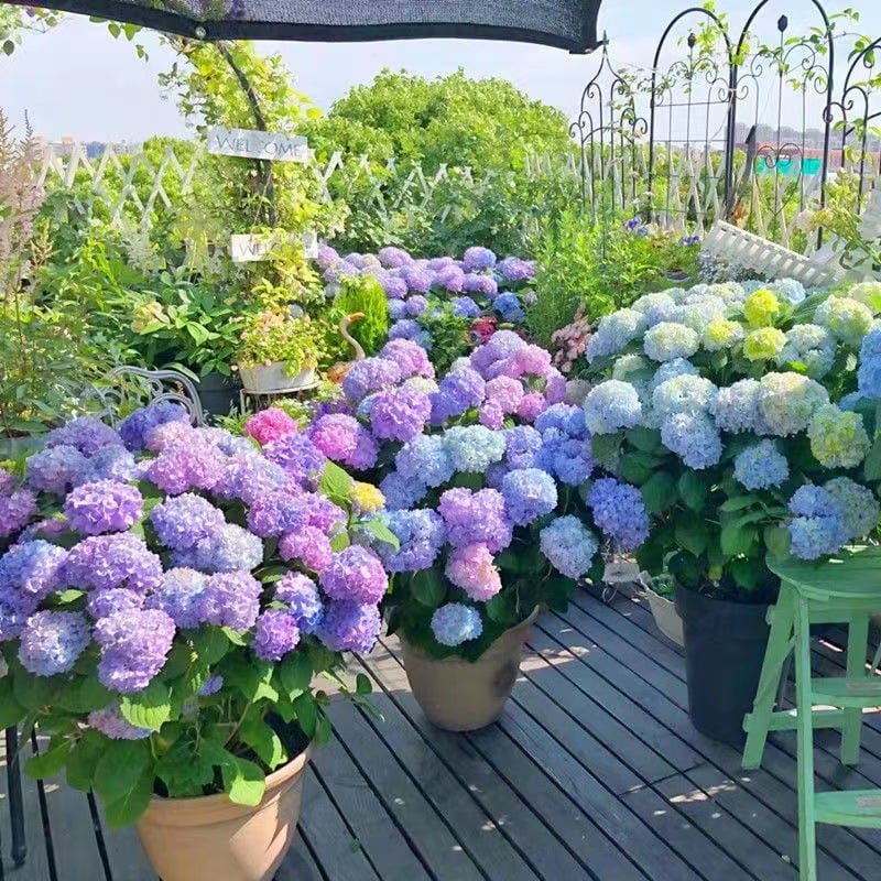 BowLift | Outdoor Artificial Hydrangea Flowers