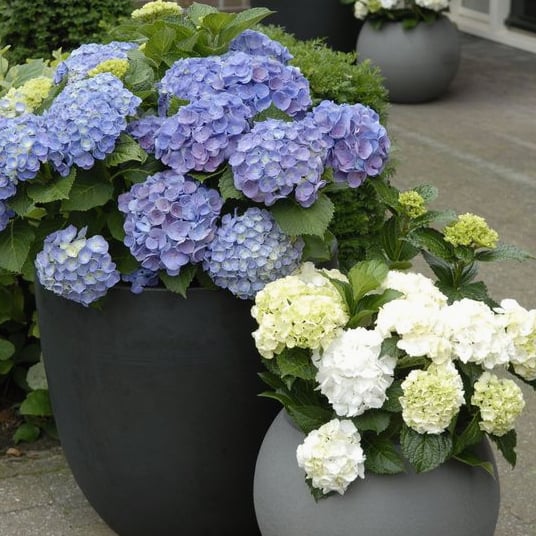 BowLift | Outdoor Artificial Hydrangea Flowers