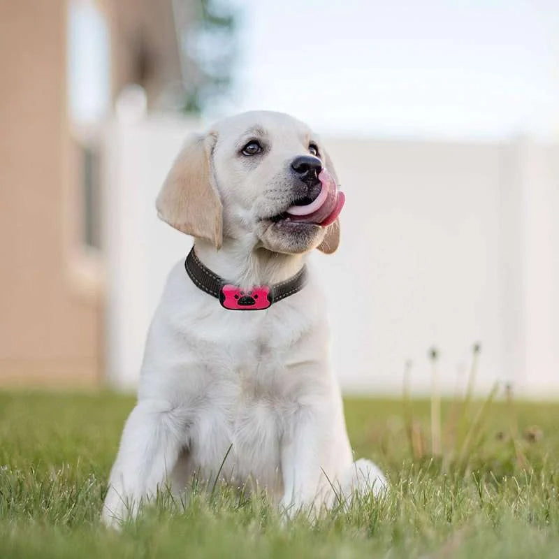 Rechargeable, waterproof dog trainer