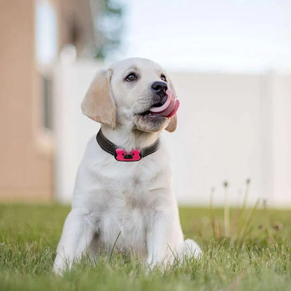 Rechargeable, waterproof dog trainer