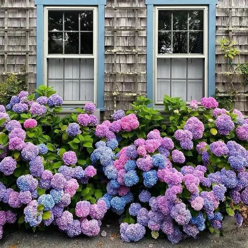 BowLift | Outdoor Artificial Hydrangea Flowers