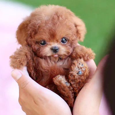 Interactive, realistic plush puppy toy – Walks and barks
