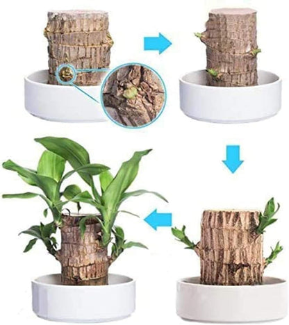 BowLift | Lucky Brazil Wood Potted Plant