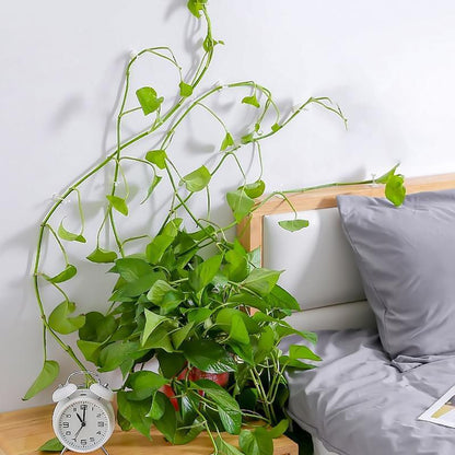 Wall clips for climbing plants (30 pieces) | Bowlift