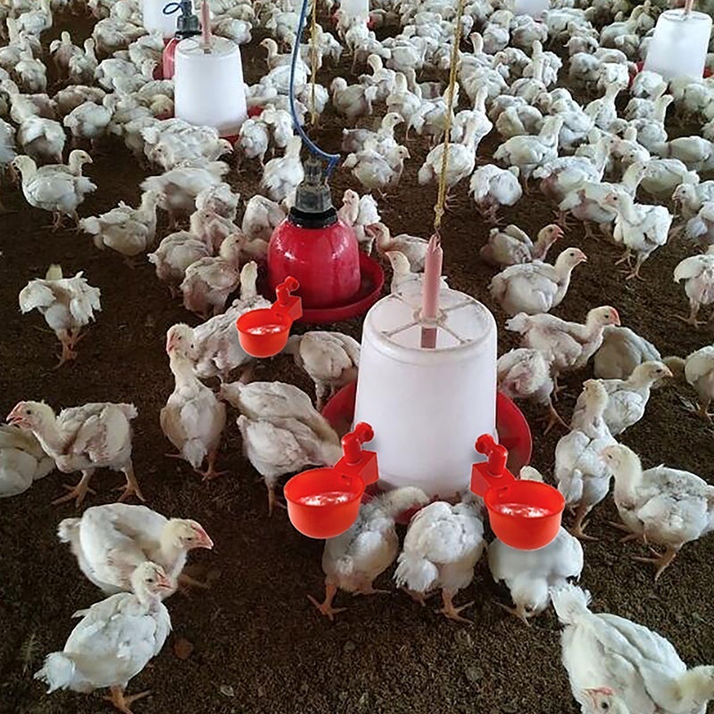 Skanto | Automatic Poultry Drinker
