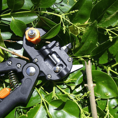 Skanto | Professional Garden Grafting Tool Set