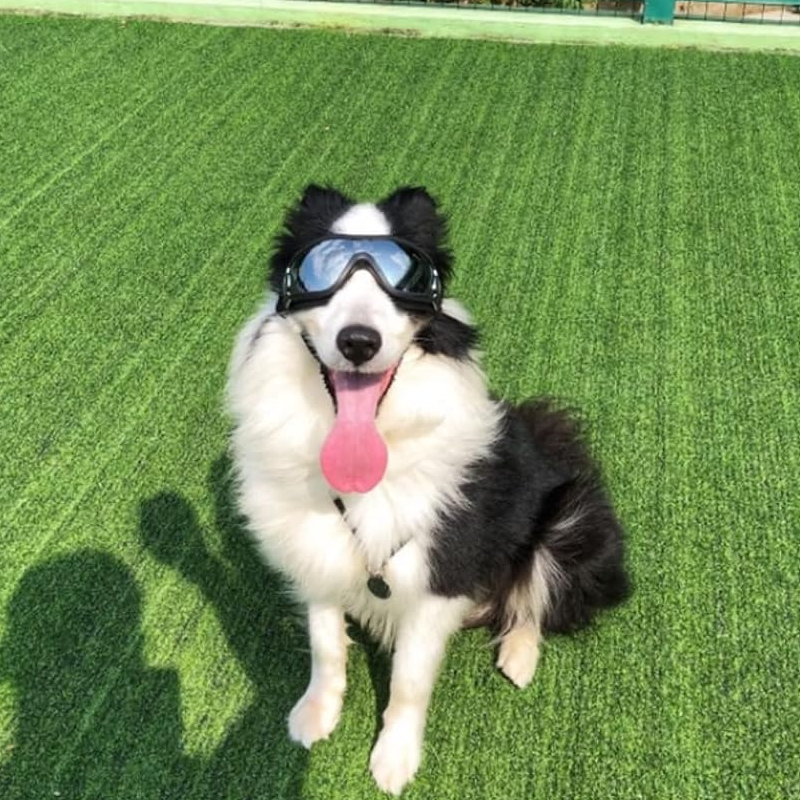 Skanto | Outdoor Dog Goggles