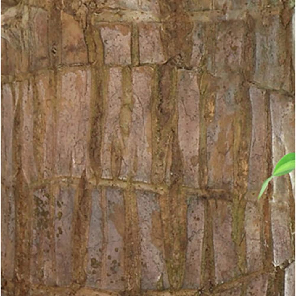 BowLift | Lucky Brazil Wood Potted Plant