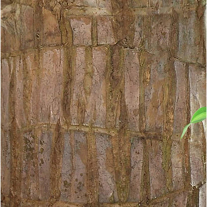 BowLift | Lucky Brazil Wood Potted Plant