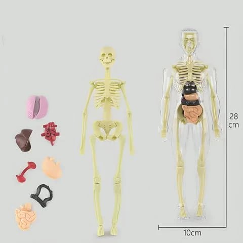 BowLift | Clear Human Body Structure Model