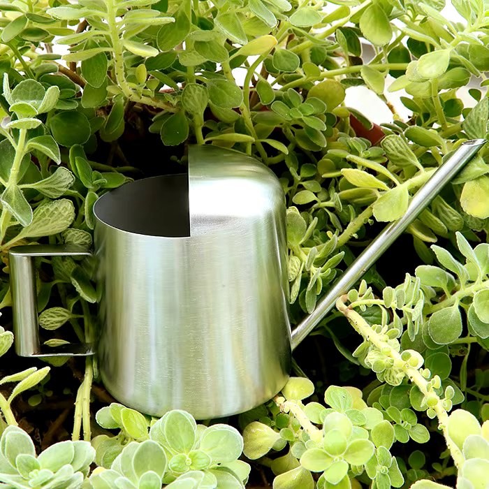 BowLift | Stainless Steel Watering Can for Indoor & Outdoor Plants – 300ML Long Spout
