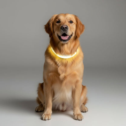 BowLift | LED dog leash with USB charging & reflective design