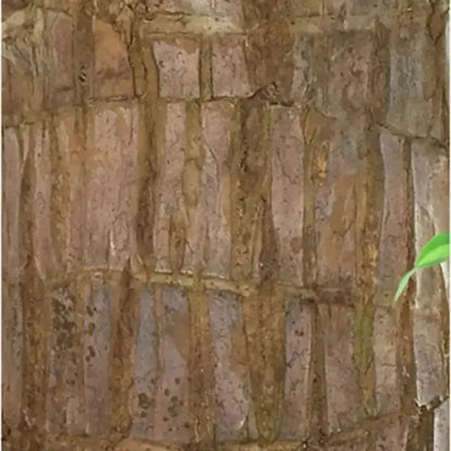 BowLift | Brazilian Lucky Wood – Air Purifying & Fortune Bringing Plant