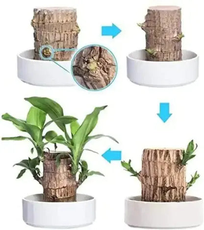 BowLift | Brazilian Lucky Wood – Air Purifying & Fortune Bringing Plant