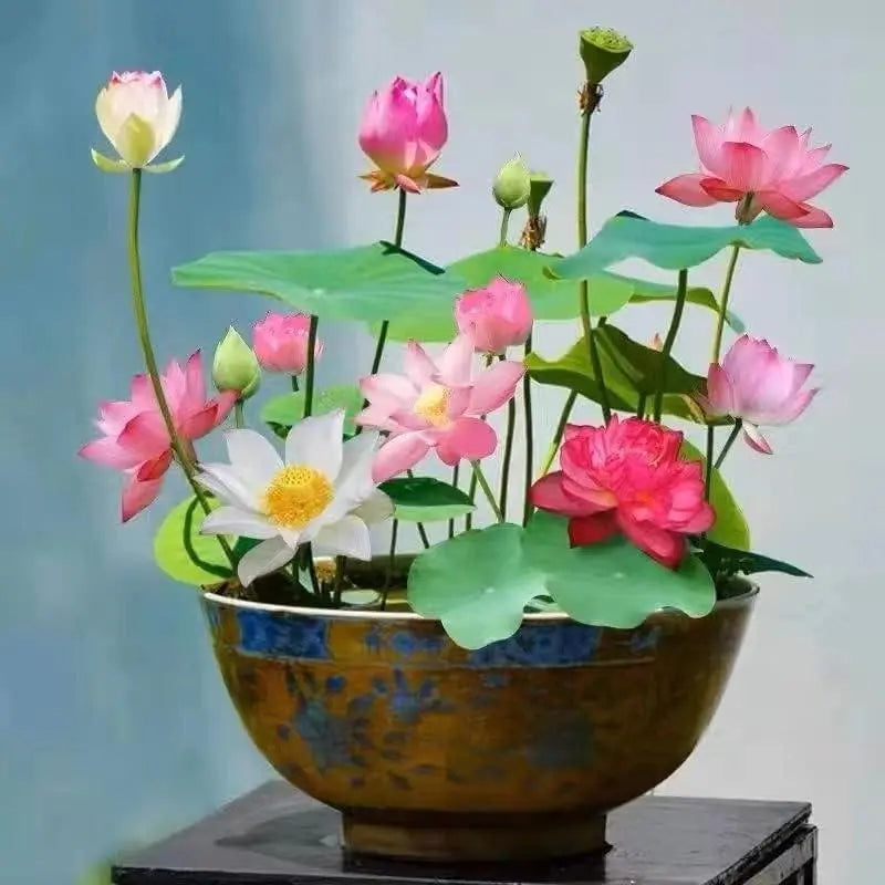 Lotus Flower Seeds for Pond and Bowl – Easily Bloom Them at Home