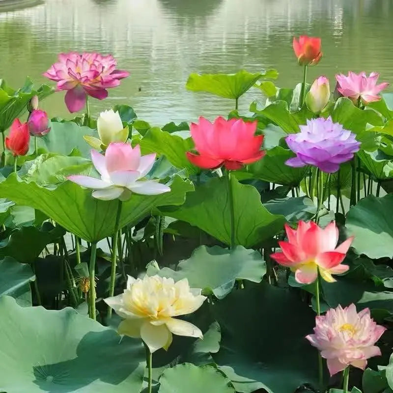 Lotus Flower Seeds for Pond and Bowl – Easily Bloom Them at Home
