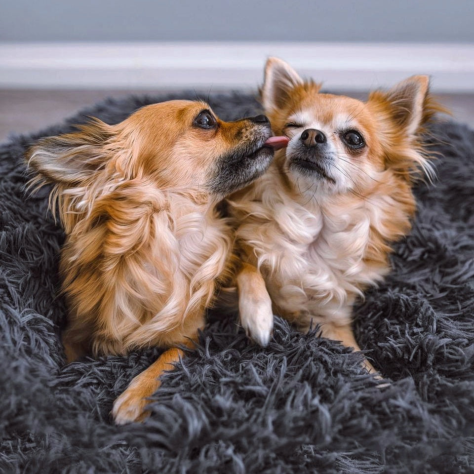 Skanto | FluffyNest Comfort Dog Bed – Orthopedic Plush Sleeping Pad for Dogs