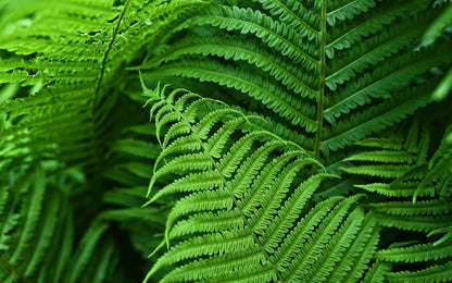 Skanto | UV-Resistant Lifelike Artificial Boston Fern – Perfect for Outdoor Decor