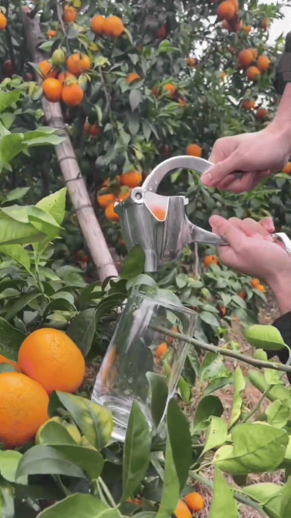 Skanto | Citrus Juicer