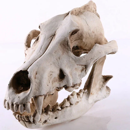 Skanto | Wolf Skull Sculpture Model