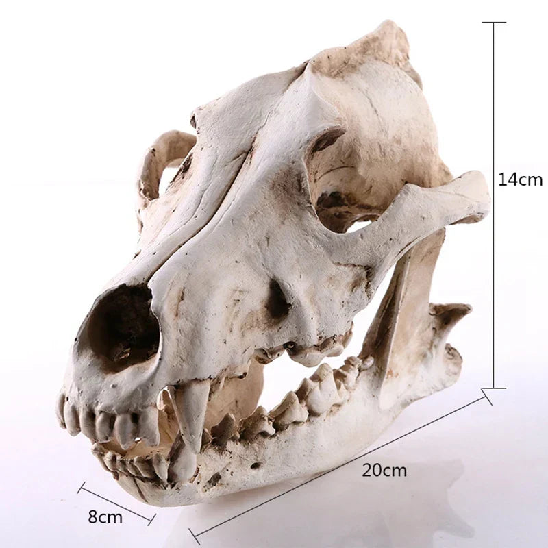 Skanto | Wolf Skull Sculpture Model