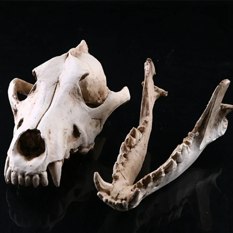 Skanto | Wolf Skull Sculpture Model