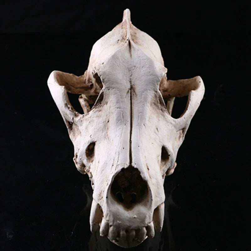 Skanto | Wolf Skull Sculpture Model