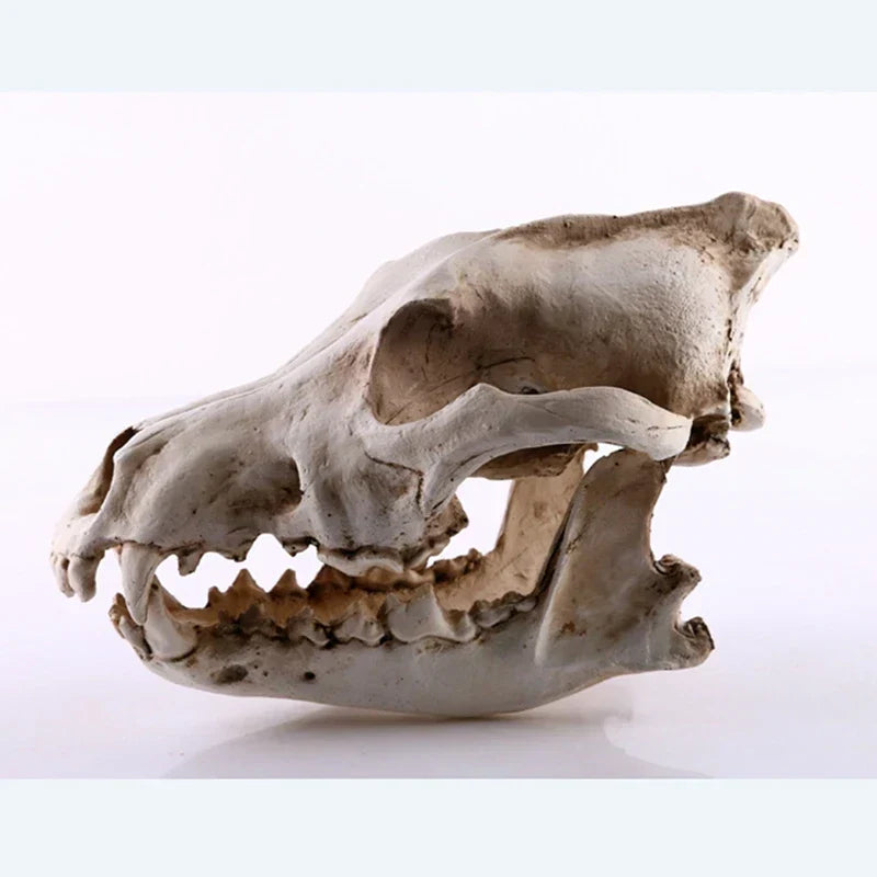 Skanto | Wolf Skull Sculpture Model