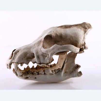 Skanto | Wolf Skull Sculpture Model