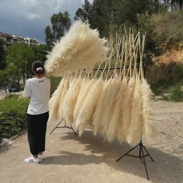 Large fluffy pampas grass