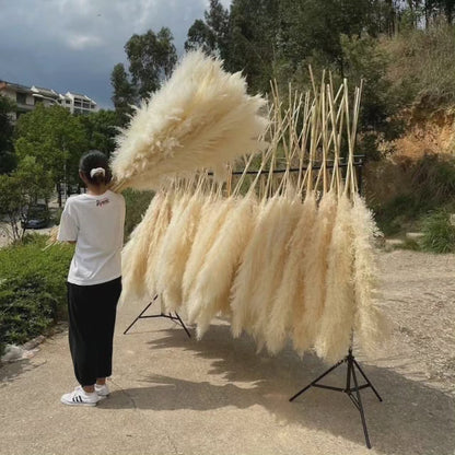 Large fluffy pampas grass