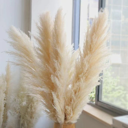 Large fluffy pampas grass