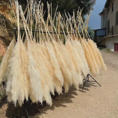 Large fluffy pampas grass