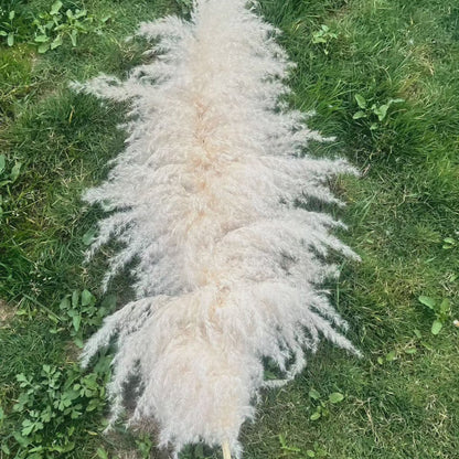 Large fluffy pampas grass