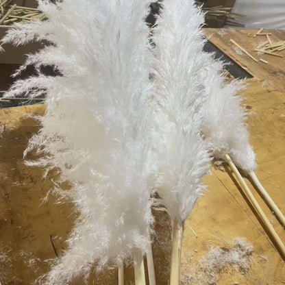 Large fluffy pampas grass