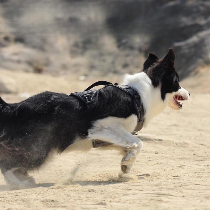 BowLift | Multifunctional explosion-proof anti-pull harness for medium to large dogs harness