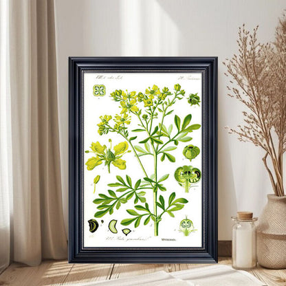 Botanical Art Print
