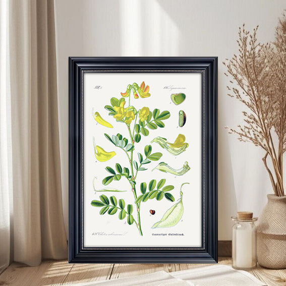 Botanical Art Print