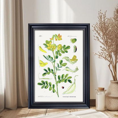 Botanical Art Print