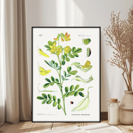 Botanical Art Print