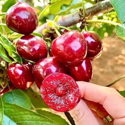 BowLift | Rainier Cherry Seeds – High Quality Cherries