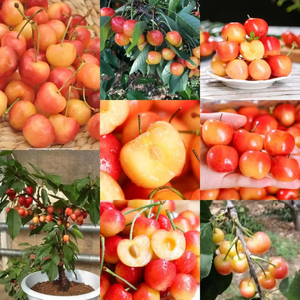 BowLift | Rainier Cherry Seeds – High Quality Cherries