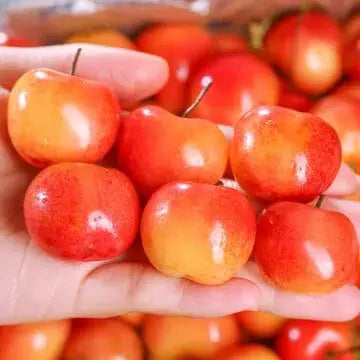 BowLift | Rainier Cherry Seeds – High Quality Cherries