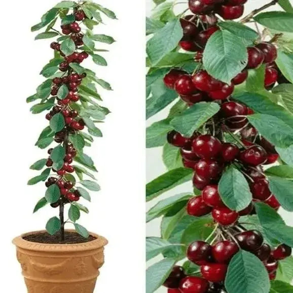 BowLift | Rainier Cherry Seeds – High Quality Cherries