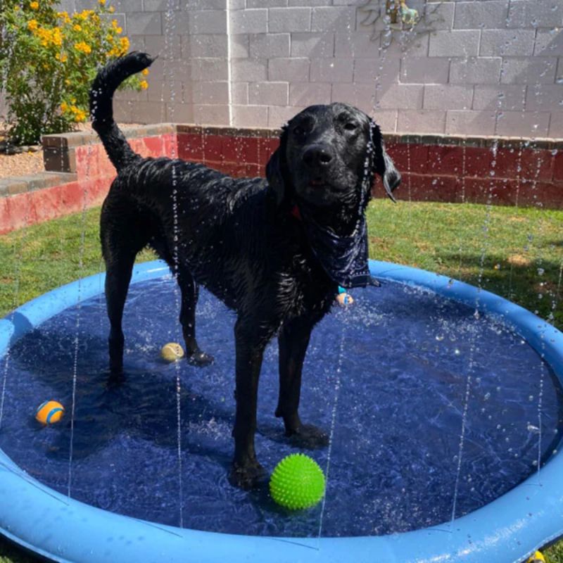 BowLift | Paws and Play Splash Pad