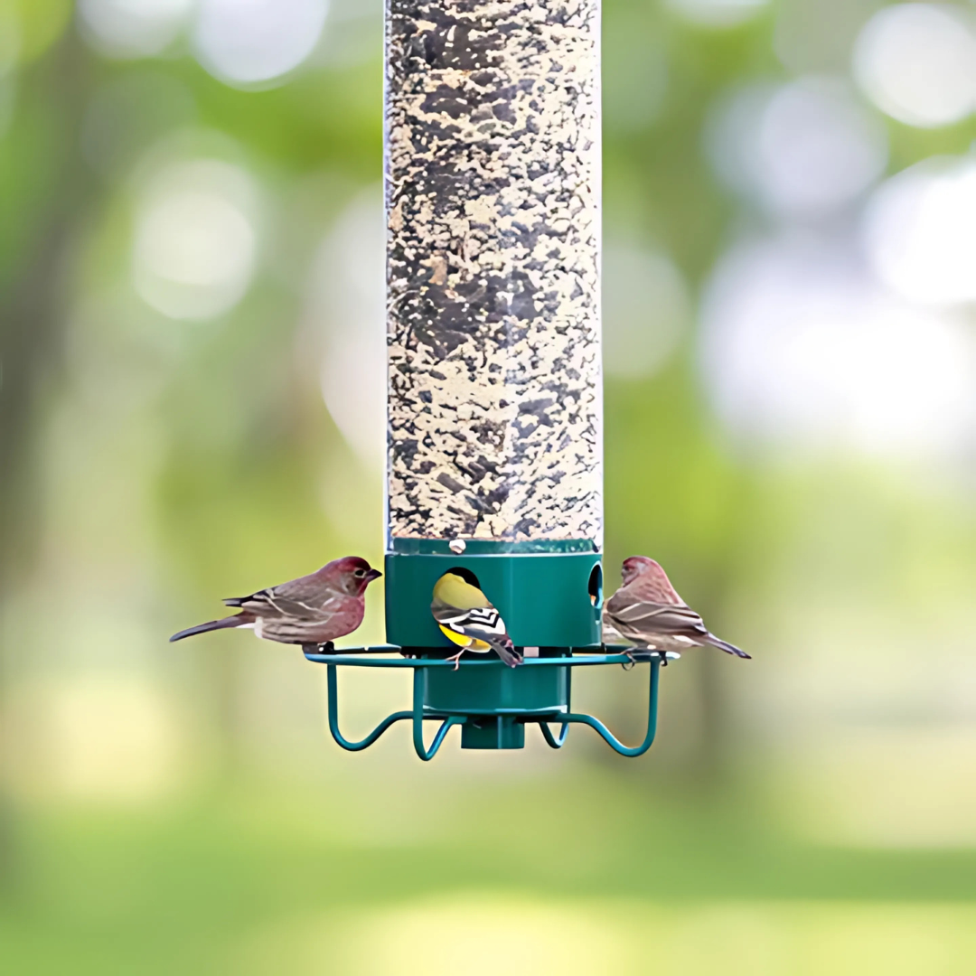 Kalsten | Bird Feeder | Squirrel-Proof Hanging Seed Feeder Outdoor