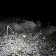 BowLift | Night Vision Outdoor Wildlife Animal Camera