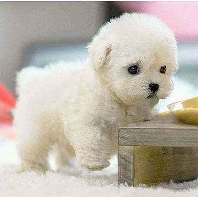 Interactive, realistic plush puppy toy – Walks and barks