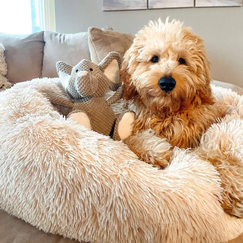 Skanto | Calming Dog Bed