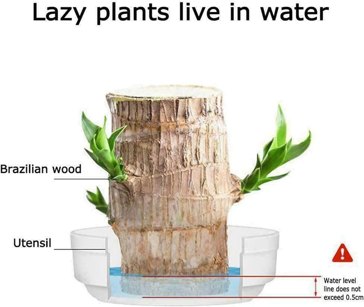 BowLift | Lucky Brazil Wood Potted Plant